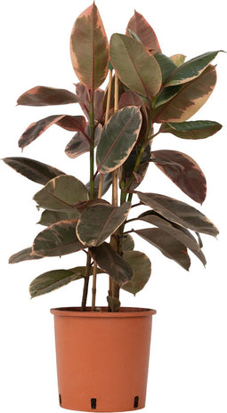 Plant in a Box - XL Ficus Belize - Luchtzuiverend - 'Rubberplant' - Kamerplant - Pot 24cm - Hoogte 75-90cm
