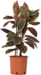 Plant in a Box - XL Ficus Belize - Luchtzuiverend - 'Rubberplant' - Kamerplant - Pot 24cm - Hoogte 75-90cm