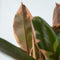 Plant in a Box - XL Ficus Belize - Luchtzuiverend - 'Rubberplant' - Kamerplant - Pot 24cm - Hoogte 75-90cm