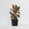 Plant in a Box - XL Ficus Belize - Luchtzuiverend - 'Rubberplant' - Kamerplant - Pot 24cm - Hoogte 75-90cm