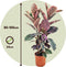 Plant in a Box - XL Ficus Belize - Luchtzuiverend - 'Rubberplant' - Kamerplant - Pot 24cm - Hoogte 75-90cm