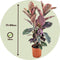 Plant in a Box - XL Ficus Belize - Luchtzuiverend - 'Rubberplant' - Kamerplant - Pot 24cm - Hoogte 75-90cm