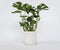 Plant in a Box - XL Monstera Deliciosa - Gatenplant - Pot 21cm - Hoogte 70-80cm