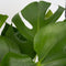 Plant in a Box - XL Monstera Deliciosa - Gatenplant - Pot 21cm - Hoogte 70-80cm