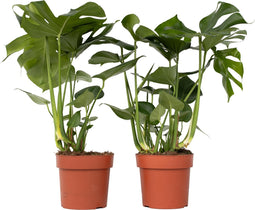 Plant in a Box - XL Monstera Deliciosa - Set van 2 gatenplanten - Pot 21cm - Hoogte 70-80cm