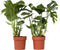 Plant in a Box - XL Monstera Deliciosa - Set van 2 gatenplanten - Pot 21cm - Hoogte 70-80cm