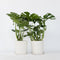 Plant in a Box - XL Monstera Deliciosa - Set van 2 gatenplanten - Pot 21cm - Hoogte 70-80cm