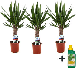 Plant in a Box - Yucca Elephantipes - Palmlelie - Set van 3 - Inclusief Pokon - Pot 14cm - Hoogte 50-60cm