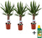 Plant in a Box - Yucca Elephantipes - Palmlelie - Set van 3 - Inclusief Pokon - Pot 14cm - Hoogte 50-60cm
