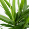 Plant in a Box - Yucca Elephantipes - Palmlelie - Set van 3 - Inclusief Pokon - Pot 14cm - Hoogte 50-60cm