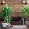 Plant in a Box - Yucca Elephantipes - Palmlelie - Set van 3 - Inclusief Pokon - Pot 14cm - Hoogte 50-60cm