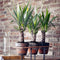 Plant in a Box - Yucca Elephantipes - Palmlelie - Set van 3 - Inclusief Pokon - Pot 14cm - Hoogte 50-60cm