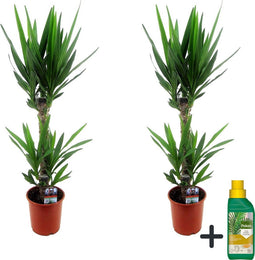 Plant in a Box - Yucca Elephantipes - Set van 2 - Kamerplant - Pokon - Potmaat 17cm - Hoogte 70-80cm