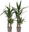 Plant in a Box - Yucca Elephantipes - Set van 2 - Stevige kamerpalm - Gemakkelijke kamerplant - Pot 17cm - Hoogte 70-80cm