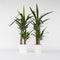 Plant in a Box - Yucca Elephantipes - Set van 2 - Stevige kamerpalm - Gemakkelijke kamerplant - Pot 17cm - Hoogte 70-80cm