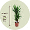 Plant in a Box - Yucca Elephantipes - Set van 2 - Stevige kamerpalm - Gemakkelijke kamerplant - Pot 17cm - Hoogte 70-80cm