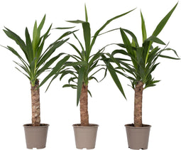 Plant in a Box - Yucca Elephantipes - Set van 3 - Stevige kamerpalm - Gemakkelijke kamerplant - Pot 14cm - Hoogte 50-60cm