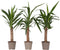 Plant in a Box - Yucca Elephantipes - Set van 3 - Stevige kamerpalm - Gemakkelijke kamerplant - Pot 14cm - Hoogte 50-60cm