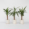 Plant in a Box - Yucca Elephantipes - Set van 3 - Stevige kamerpalm - Gemakkelijke kamerplant - Pot 14cm - Hoogte 50-60cm