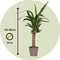 Plant in a Box - Yucca Elephantipes - Set van 3 - Stevige kamerpalm - Gemakkelijke kamerplant - Pot 14cm - Hoogte 50-60cm