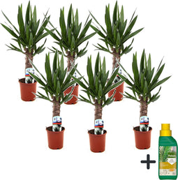 Plant in a Box - Yucca Elephantipes - Set van 6 - Kamerplant - Pokon - 14cm pot - Hoogte 50-60cm