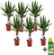 Plant in a Box - Yucca Elephantipes - Set van 6 - Kamerplant - Pokon - 14cm pot - Hoogte 50-60cm