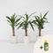 Plant in a Box - Yucca Elephantipes - Set van 6 - Kamerplant - Pokon - 14cm pot - Hoogte 50-60cm