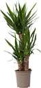 Plant in a Box - Yucca Elephantipes - Stevige kamerpalm - Gemakkelijke kamerplant - Pot 21cm - Hoogte 70-80cm