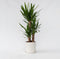 Plant in a Box - Yucca Elephantipes - Stevige kamerpalm - Gemakkelijke kamerplant - Pot 21cm - Hoogte 70-80cm