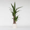 Plant in a Box - Yucca Elephantipes - Stevige kamerpalm - Gemakkelijke kamerplant - Pot 17cm - Hoogte 70-80cm
