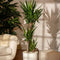 Plant in a Box - Yucca Elephantipes - Stevige kamerpalm - Gemakkelijke kamerplant - Pot 21cm - Hoogte 70-80cm