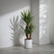 Plant in a Box - Yucca Elephantipes - Stevige kamerpalm - Gemakkelijke kamerplant - Pot 17cm - Hoogte 70-80cm