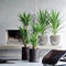 Plant in a Box - Yucca Elephantipes - Stevige kamerpalm - Gemakkelijke kamerplant - Pot 17cm - Hoogte 70-80cm