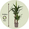 Plant in a Box - Yucca Elephantipes - Stevige kamerpalm - Gemakkelijke kamerplant - Pot 17cm - Hoogte 70-80cm