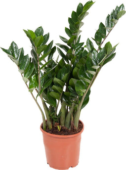 Plant in a Box - Zamioculcas Emerald - ZZ plant - Zeer gemakkelijke te verzorgen groene kamerplant - Glanzende veervormige bladeren - Pot 21cm - Hoogte 70-80cm