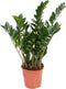 Plant in a Box - Zamioculcas Emerald - ZZ plant - Zeer gemakkelijke te verzorgen groene kamerplant - Glanzende veervormige bladeren - Pot 21cm - Hoogte 70-80cm