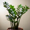 Plant in a Box - Zamioculcas Emerald - ZZ plant - Zeer gemakkelijke te verzorgen groene kamerplant - Glanzende veervormige bladeren - Pot 21cm - Hoogte 70-80cm