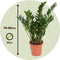 Plant in a Box - Zamioculcas Emerald - ZZ plant - Zeer gemakkelijke te verzorgen groene kamerplant - Glanzende veervormige bladeren - Pot 21cm - Hoogte 70-80cm
