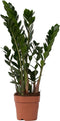 Plant in a Box - Zamioculcas Zamiifolia- ZZ plant - Zeer gemakkelijke te verzorgen groene kamerplant - Glanzende veervormige bladeren - Pot 17cm - Hoogte 55-65cm