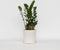 Plant in a Box - Zamioculcas Zamiifolia- ZZ plant - Zeer gemakkelijke te verzorgen groene kamerplant - Glanzende veervormige bladeren - Pot 17cm - Hoogte 55-65cm