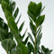 Plant in a Box - Zamioculcas Zamiifolia- ZZ plant - Zeer gemakkelijke te verzorgen groene kamerplant - Glanzende veervormige bladeren - Pot 17cm - Hoogte 55-65cm
