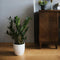 Plant in a Box - Zamioculcas Zamiifolia- ZZ plant - Zeer gemakkelijke te verzorgen groene kamerplant - Glanzende veervormige bladeren - Pot 17cm - Hoogte 55-65cm