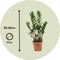 Plant in a Box - Zamioculcas Zamiifolia- ZZ plant - Zeer gemakkelijke te verzorgen groene kamerplant - Glanzende veervormige bladeren - Pot 17cm - Hoogte 55-65cm