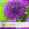 Plant in Box - Happy Bee & Butterfly Mix - Bloembollen x120 - Aantrekkelijk voor Bijen & Vlinders - Bloembollen voor Tuin, Terras en Balkon
