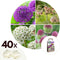 Plant in Box - Happy Butterfly Mix - Bloembollen x40 - Aantrekkelijk voor Vlinders - Bloembollen voor Tuin, Terras en Balkon