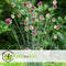 Plant in Box - Happy Butterfly Mix - Bloembollen x40 - Aantrekkelijk voor Vlinders - Bloembollen voor Tuin, Terras en Balkon