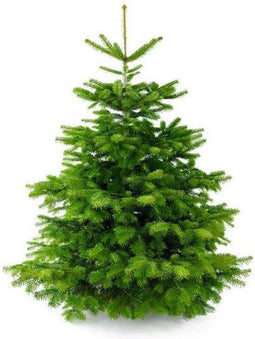 Plant&More - Nordmann Kerstboom 180-210 cm - Zonder Kluit