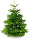 Plant&More - Nordmann Kerstboom 180-210 cm - Zonder Kluit