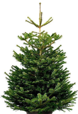 Plant&More - Nordmann Kerstboom 210 - 240 cm - Zonder Kluit + Garantie certificaat + Gratis voeding