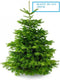 Plant&More - Nordmann Kerstboom 210 - 240 cm - Zonder Kluit + Garantie certificaat + Gratis voeding